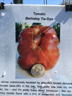 4" Tomato Berkeley Tie Dyed