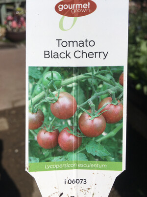 4" Tomato Black Cherry