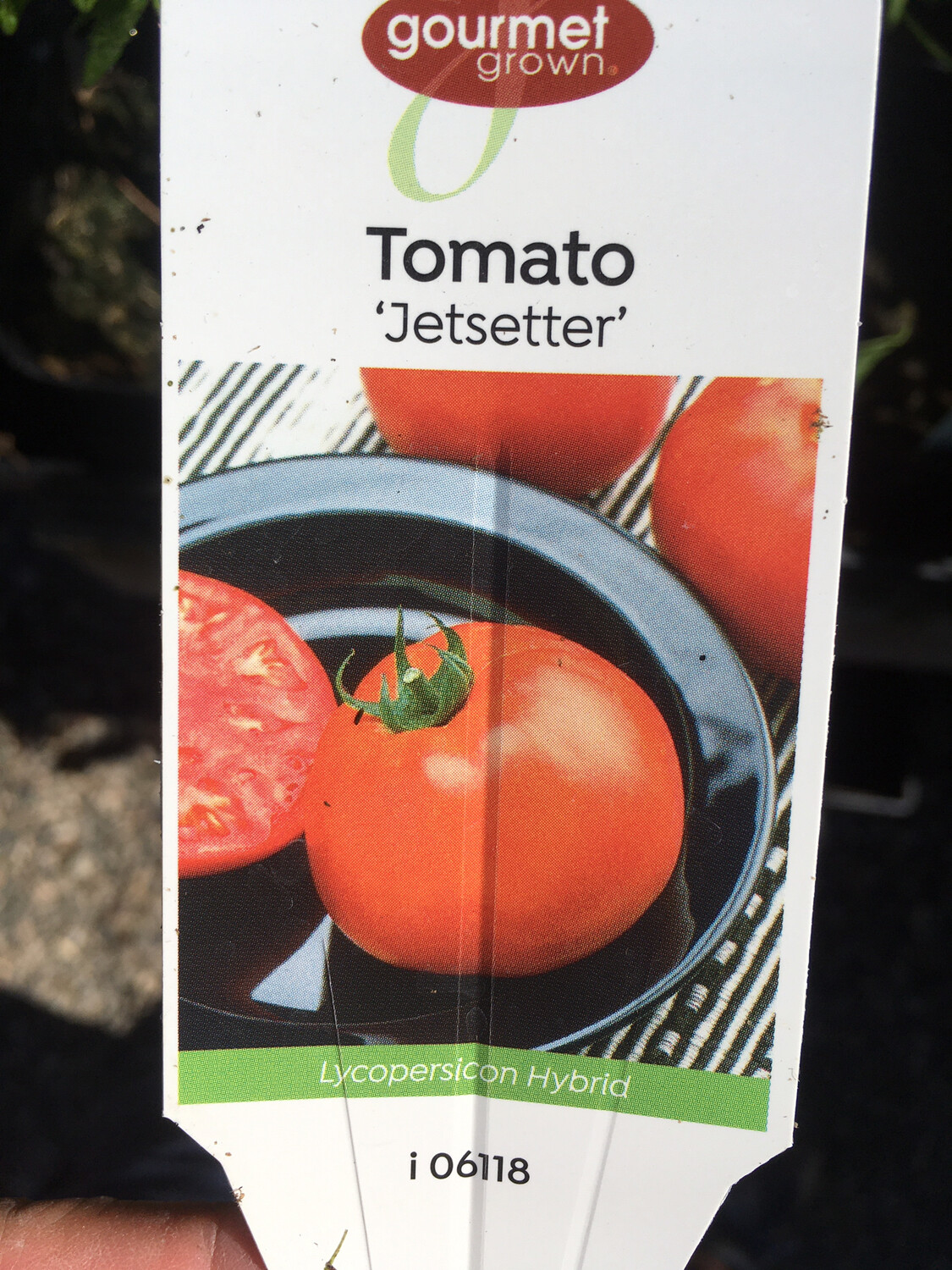 4" Tomato Jetsetter