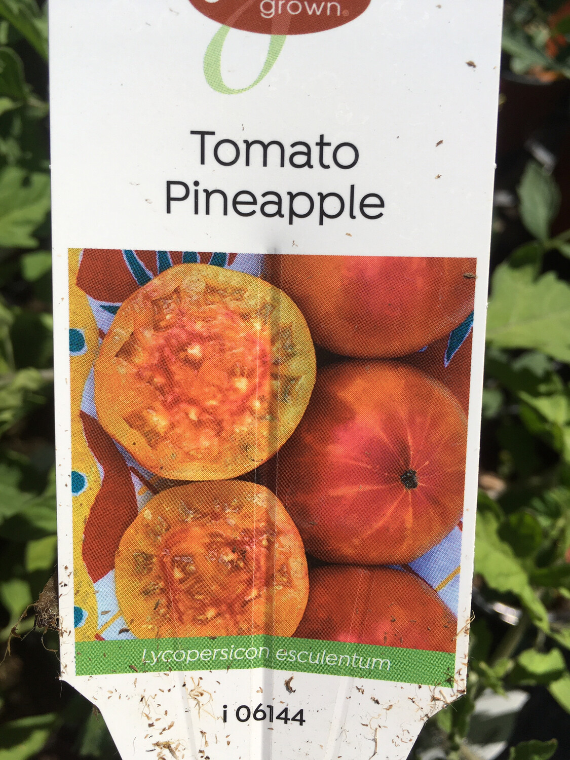 4" Tomato Pineapple