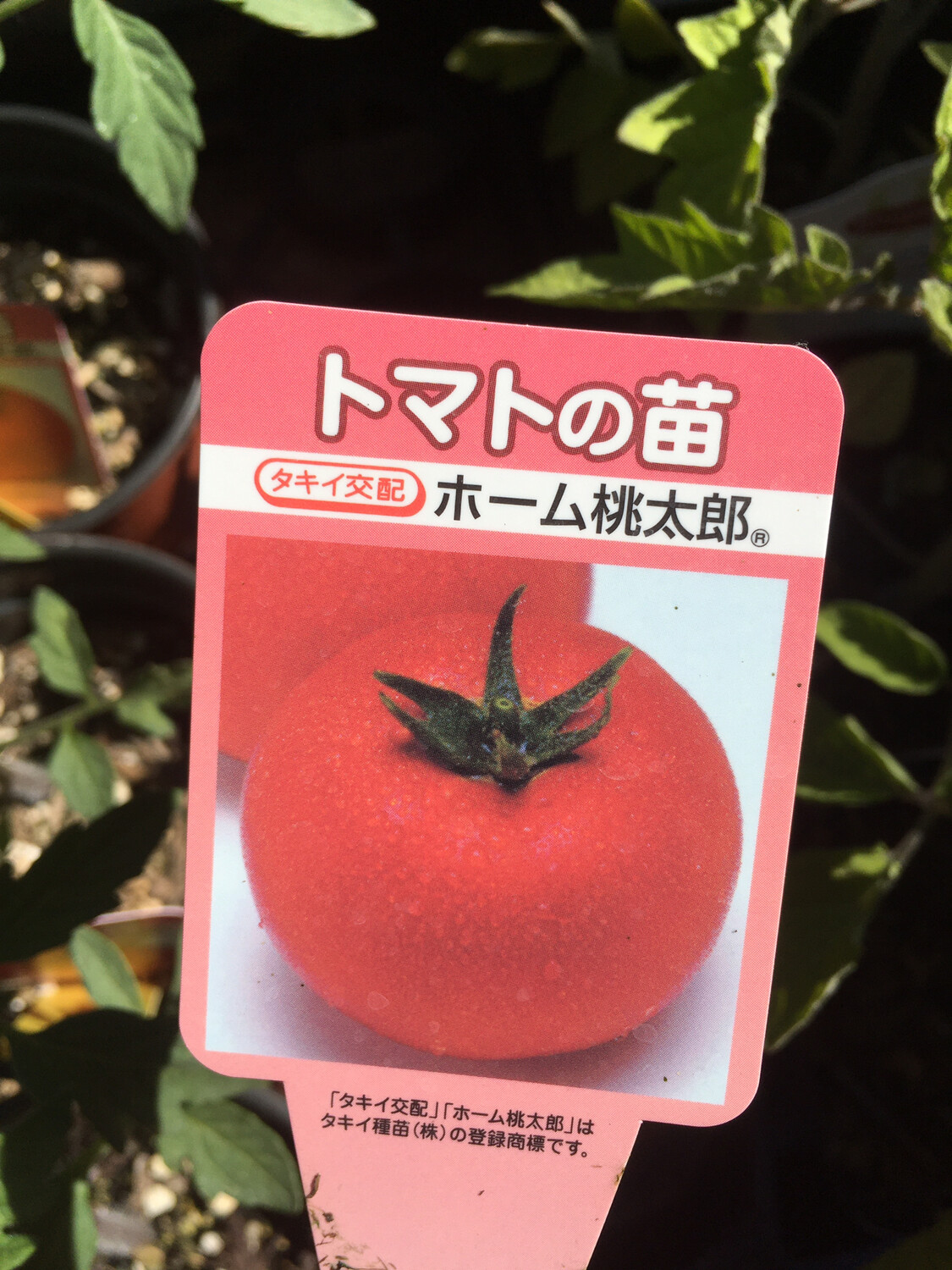 4 Tomato Momotaro All Products Terra Sol Garden Center