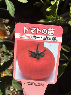 4" Tomato Momotaro