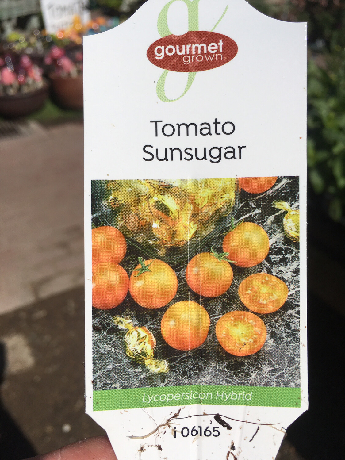 4" Tomato Sun Sugar