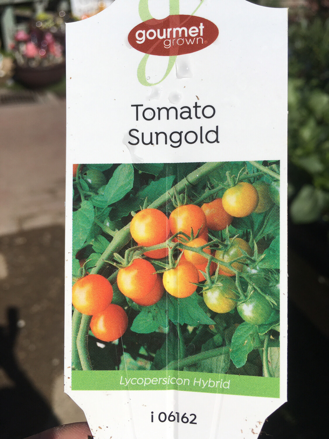 4" Tomato Sungold