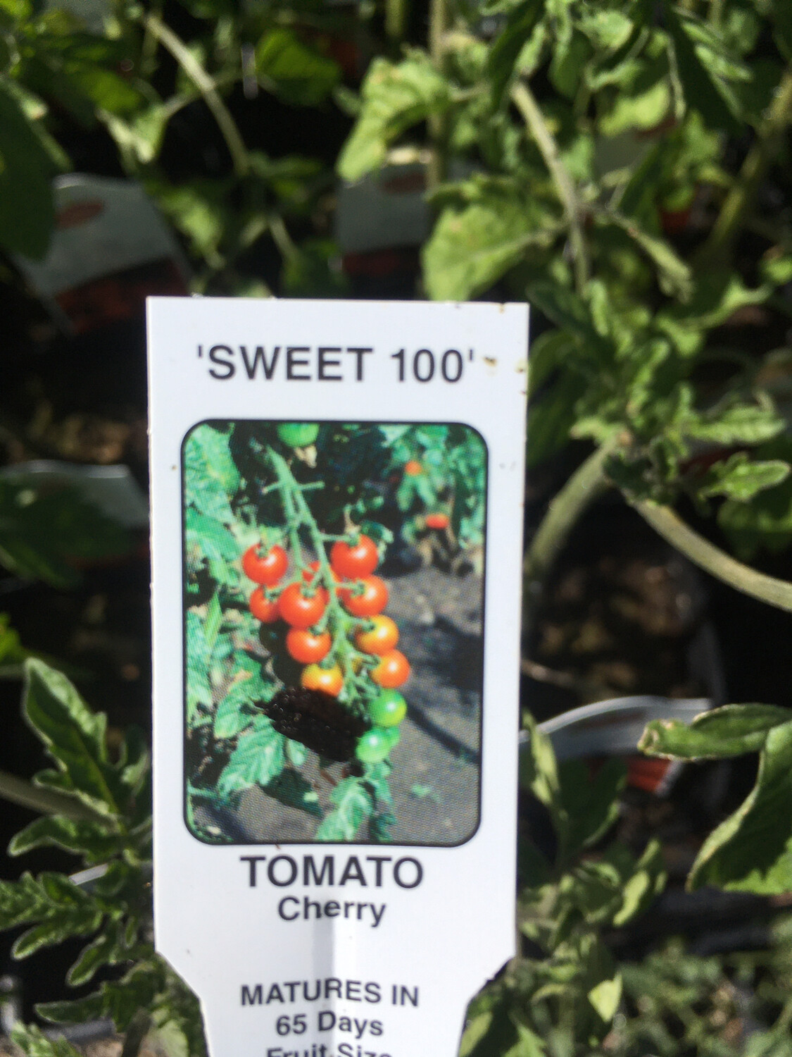 4" Tomato SWEET 100