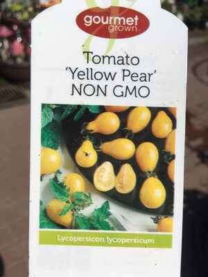4" Tomato Yellow Pear