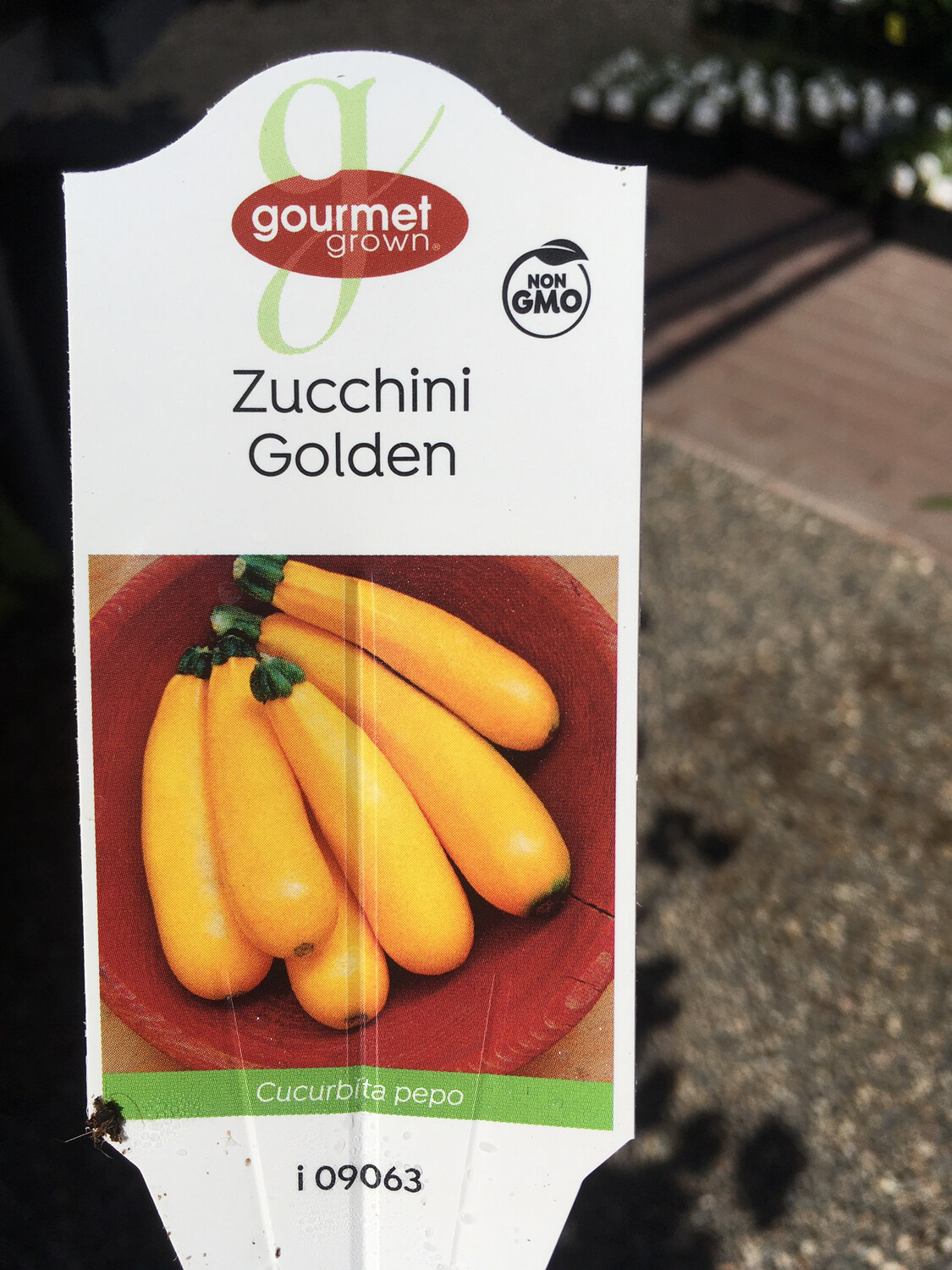 4" Zucchini Golden