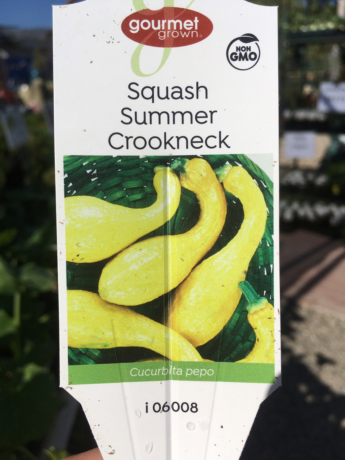 4" Squash Crookneck