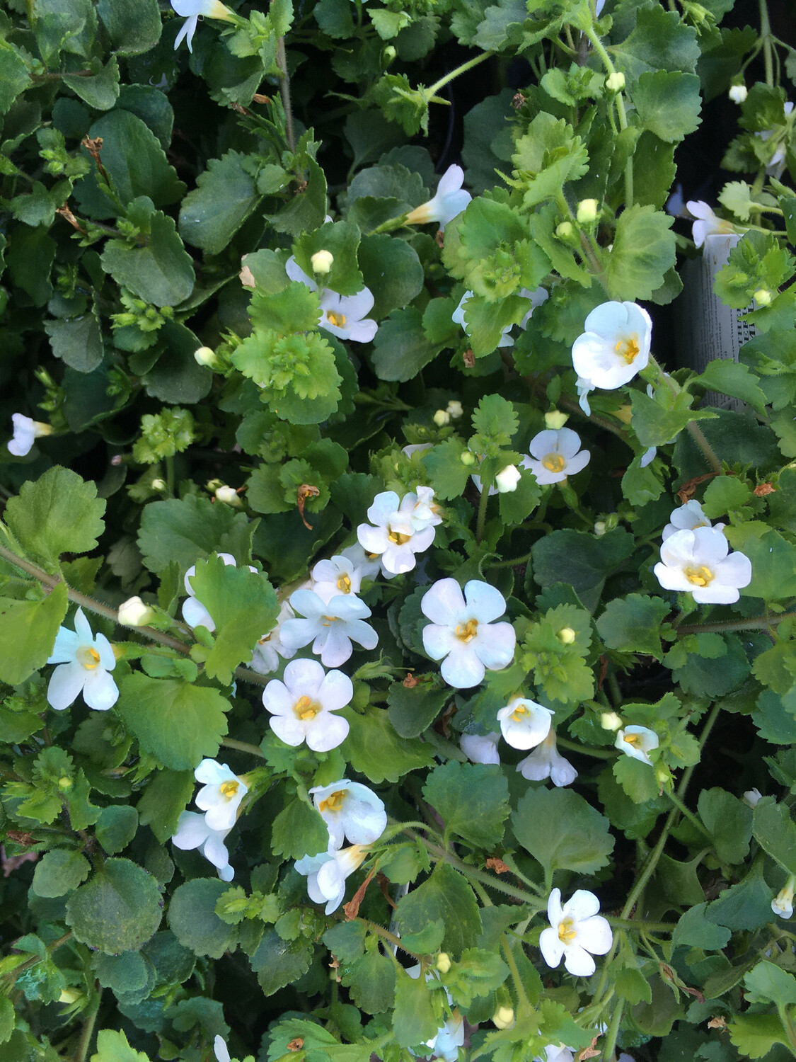 4" Bacopa Giant Snowflake