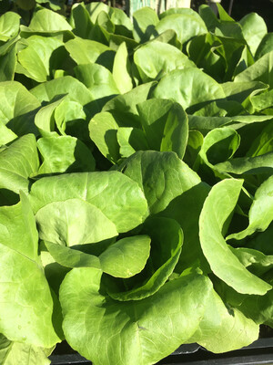 6 Pack Lettuce