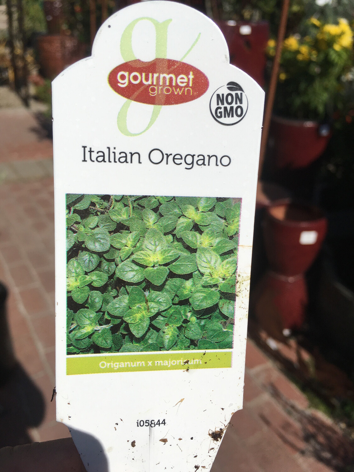 4" Oregano Italian
