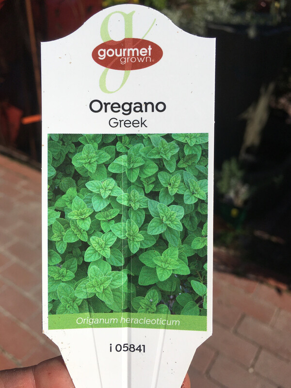 4" Oregano Greek 