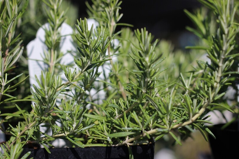 4" Rosemary Trailing