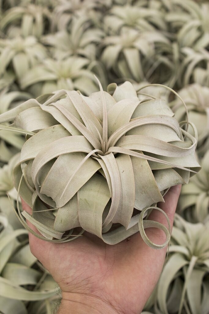 Tillandsia Xerographica - Medium (6-7")
