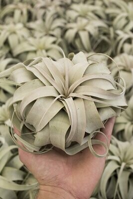Tillandsia Xerographica - Medium (6-7")