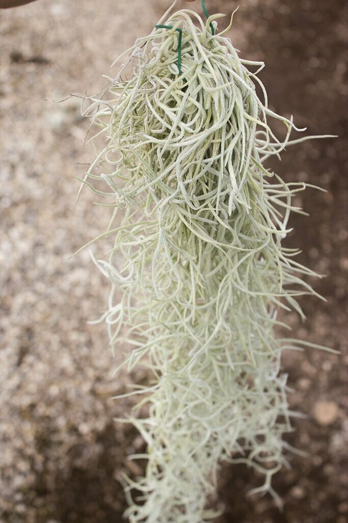 Tillandsia Usneoides Thick Form - Small Bunch