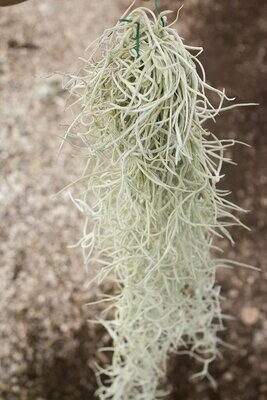 Tillandsia Usneoides Thick Form - Small Bunch