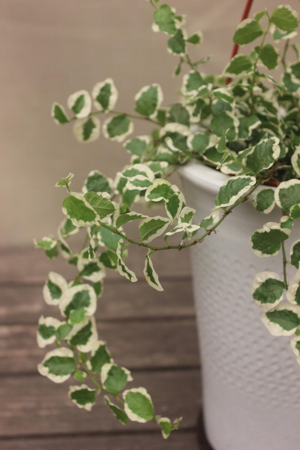 6" Ficus repens (Variegated Creeping Fig)
