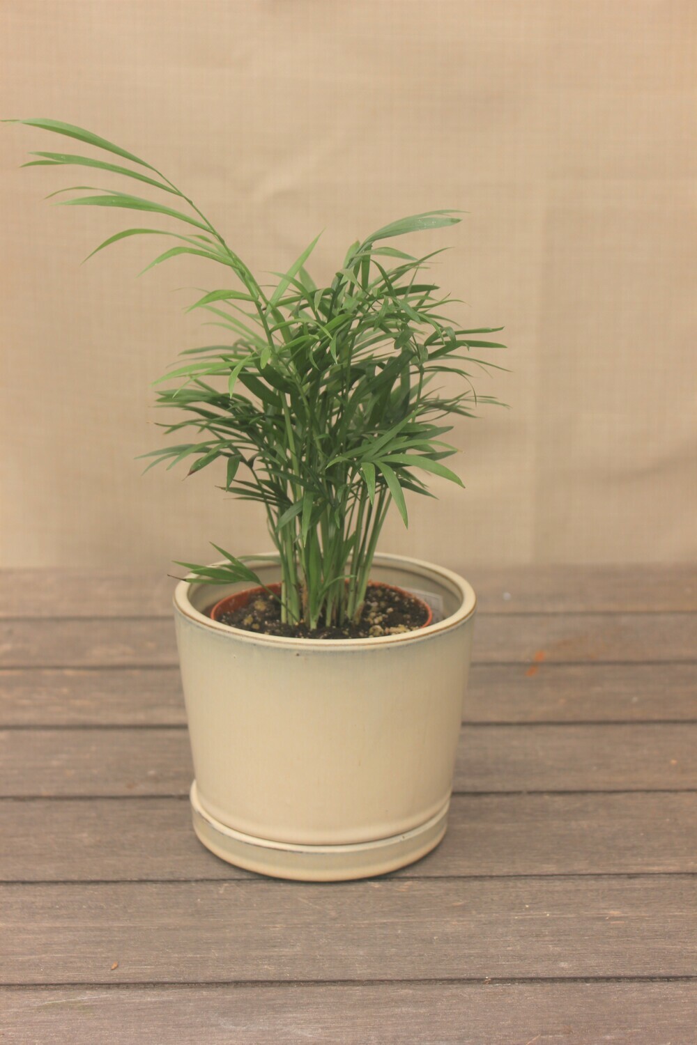 4" Chamaedorea elegans 'Neanthe Bella Palm' 