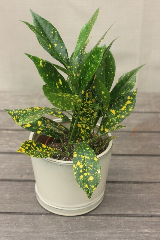 4" Codiaeum variegatum 'Apple Leaf' (Croton)