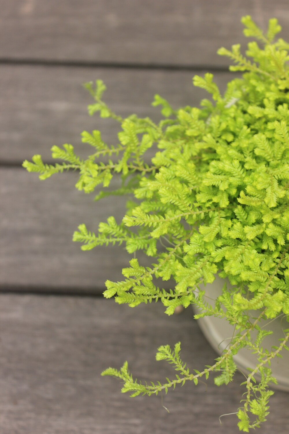 4" Selaginella kraussiana 'Aurea' 