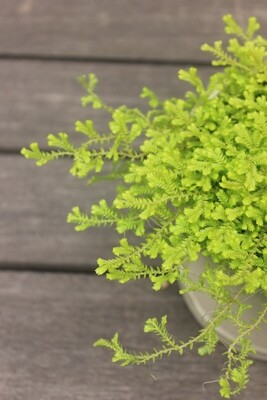 4" Selaginella kraussiana 'Aurea' 