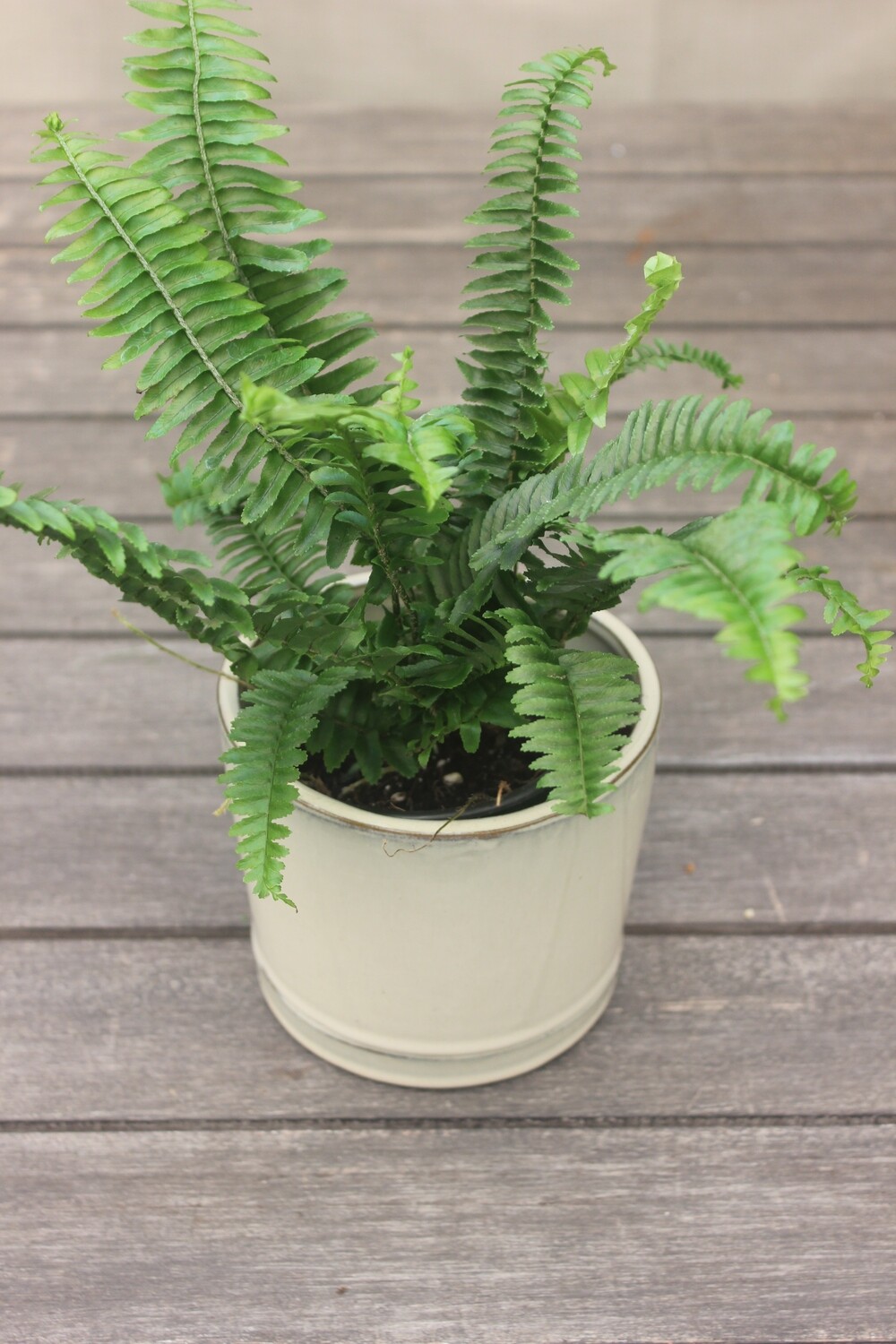 4" Nephrolepis exaltata (Jester's Crown Fern)