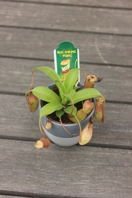 2" Nepenthes (Hanging Pitcher Plant or Monkey Cups)