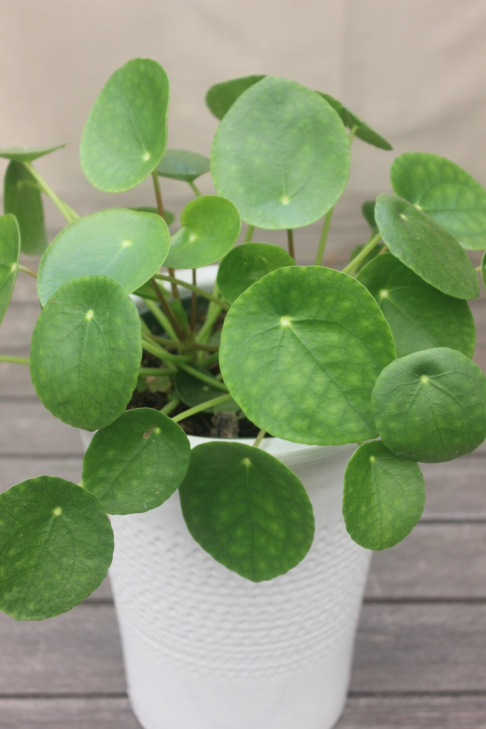 6" Pilea peperomioides (Chinese Money Plant) Fruits And Vegetables Terra Sol Garden Center
