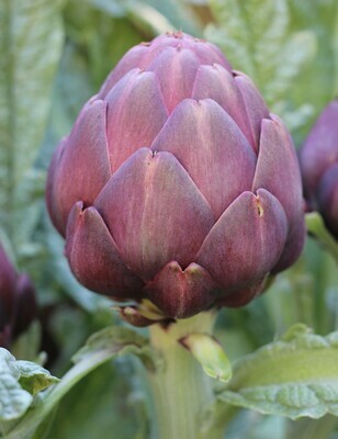 Other Veggies