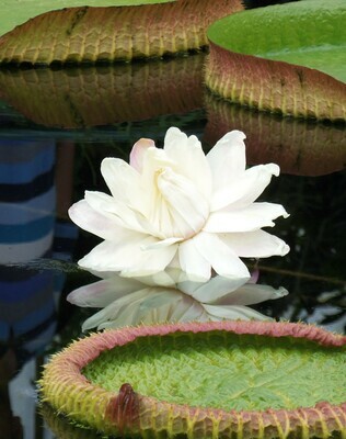 Water Plants