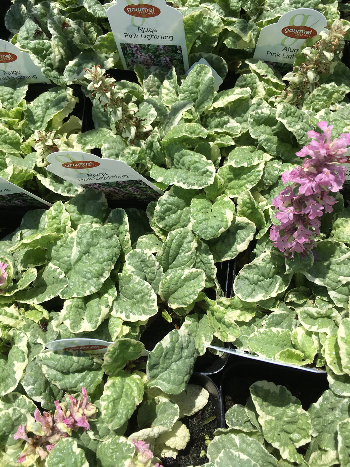 4" Ajuga Pink Lightning