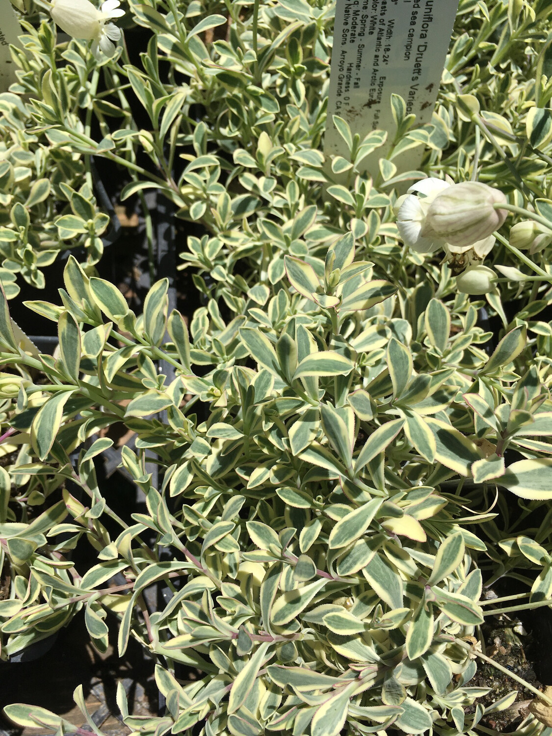 4" Silene Druett's Variegated