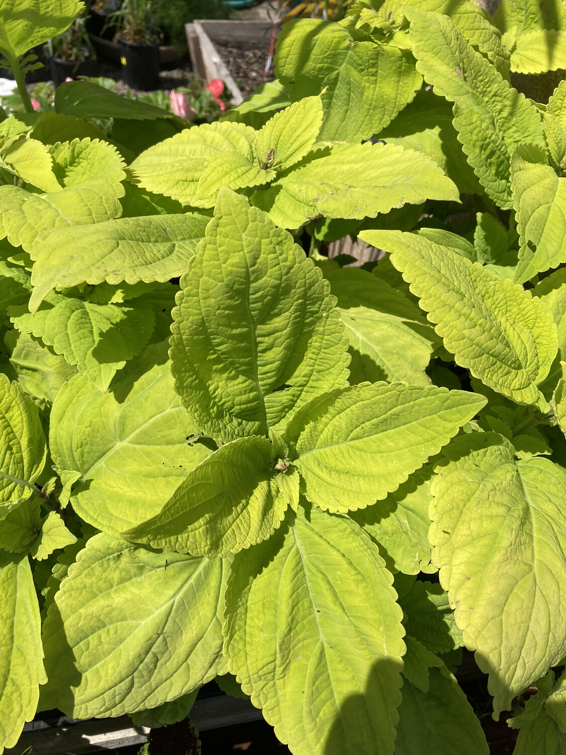 4" Coleus Giant Lime