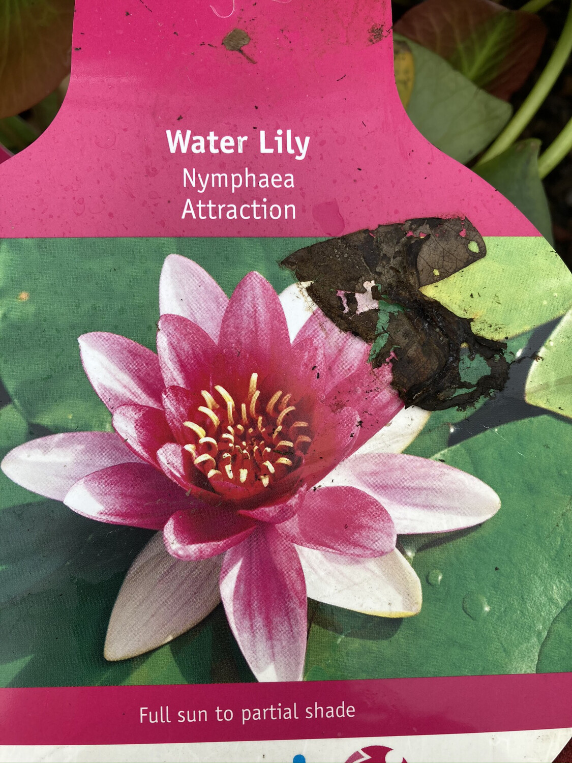 4" WATER LILY 'Attraction'