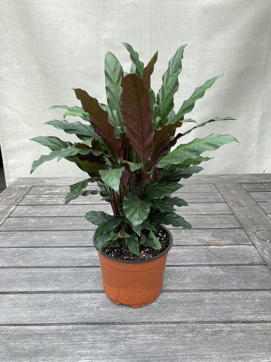 6" Calathea 'Rufibarba'