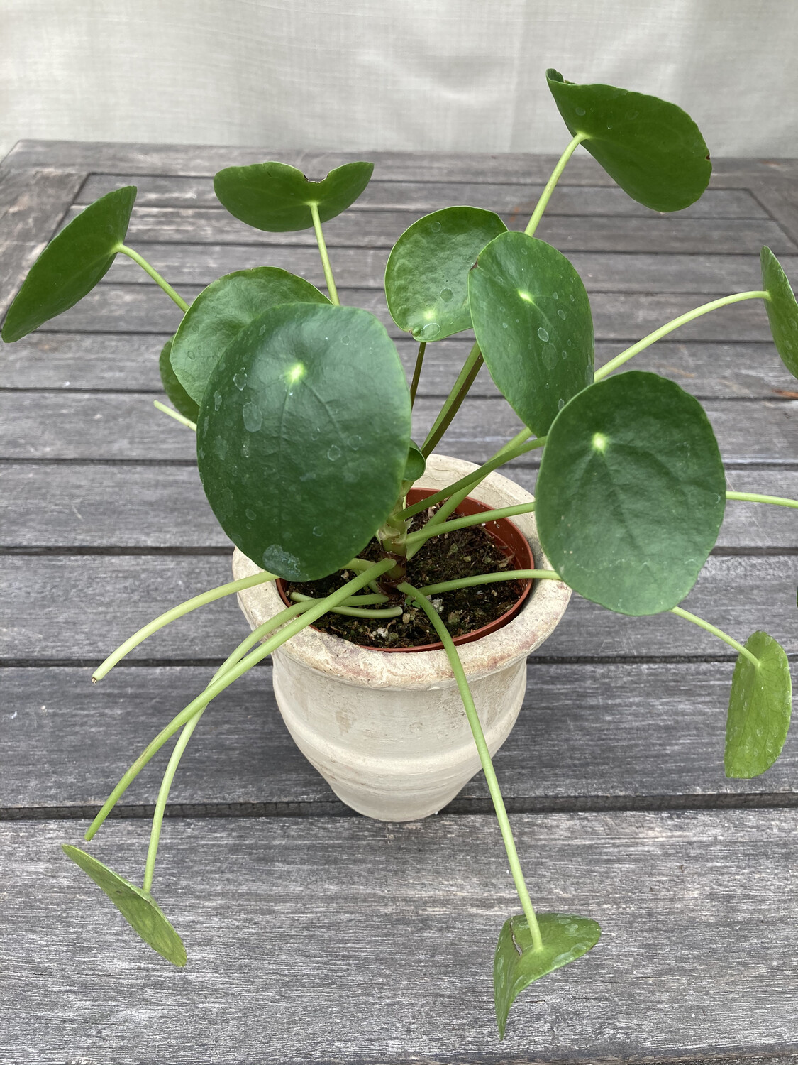 4" Pilea peperomioides (Chinese Money Plant)