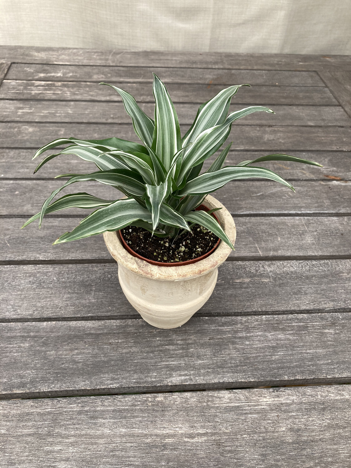4" Dracaena ‘Warneckii’