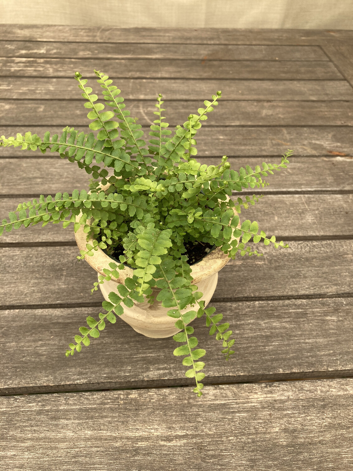 4" Nephrolepis cordifolia "Lemon Buttons"