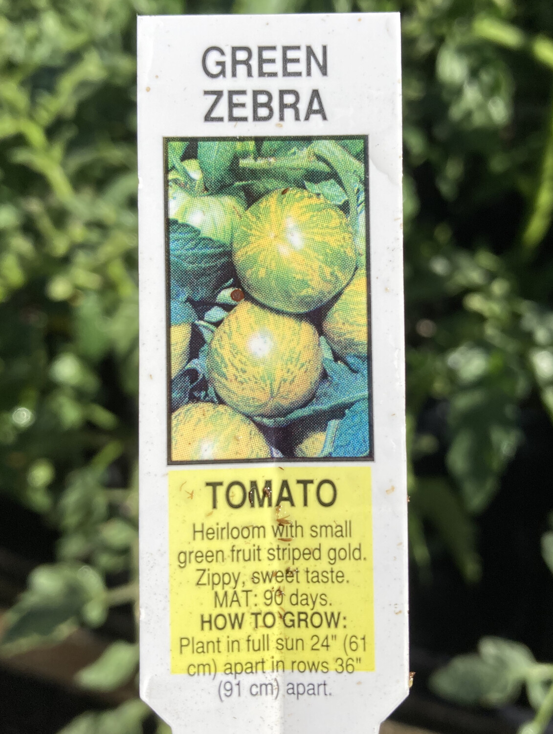 4" Tomato Green Zebra