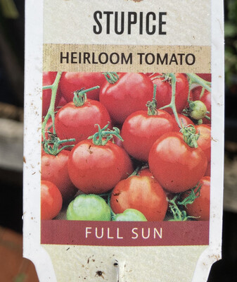 4" Tomato Stupice