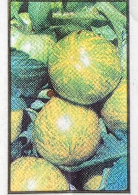 Green Tomatoes