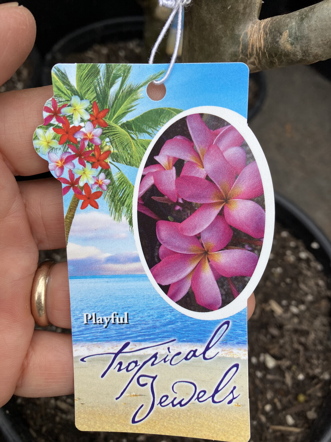 Plumeria 'Playful' 3 gal