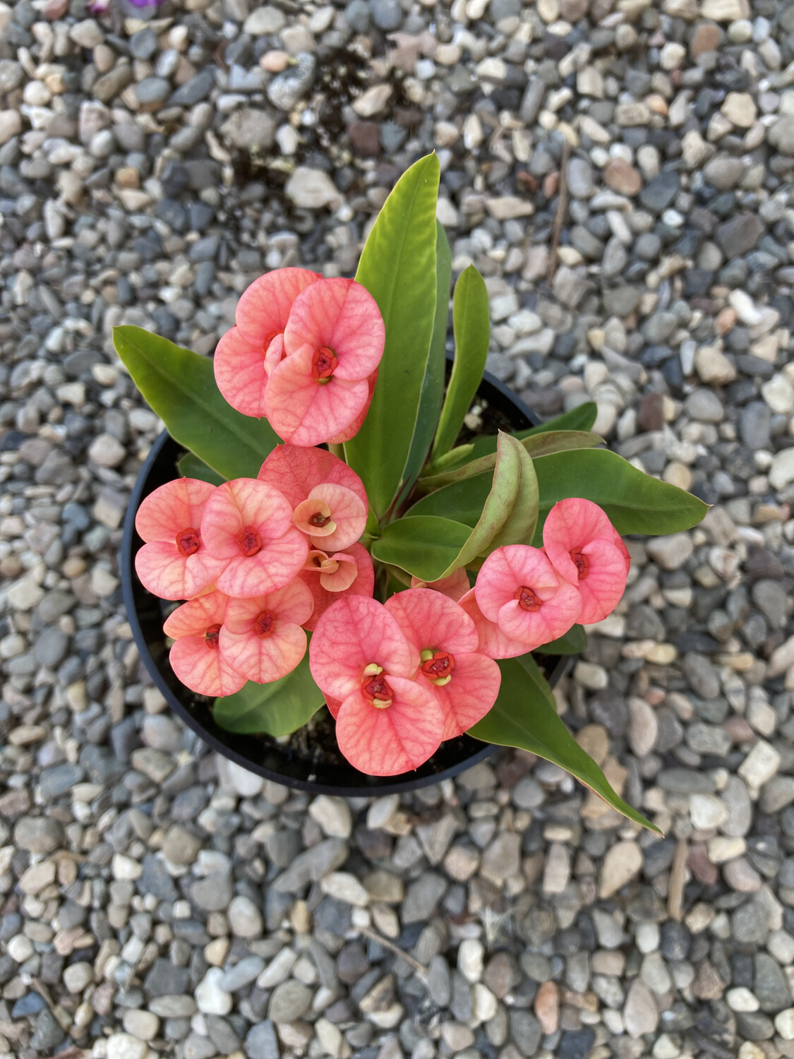 4" Euphorbia millii 'Maxi Zephyr'