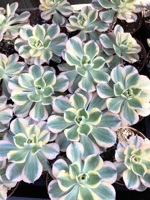 4"  Aeonium 'Sunburst'