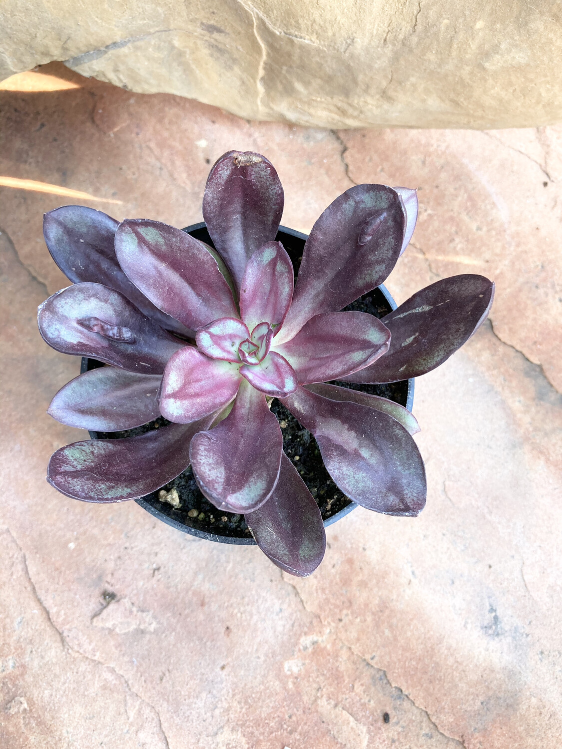 4" Echeveria 'Benitsukasa'
