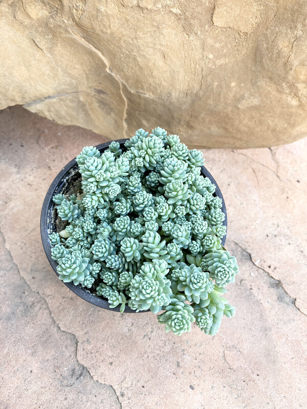 4" Sedum dasyphyllum 'Major' 