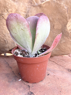 4" kalanchoe thyrsiflora