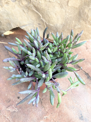 4" Othonna capensis 'Ruby Necklace'