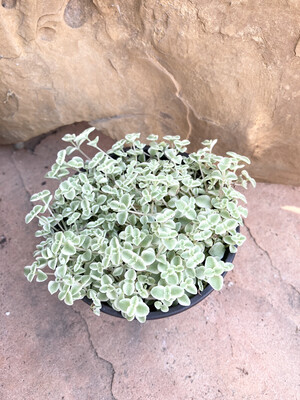 4" Sedum 'Little Missy'